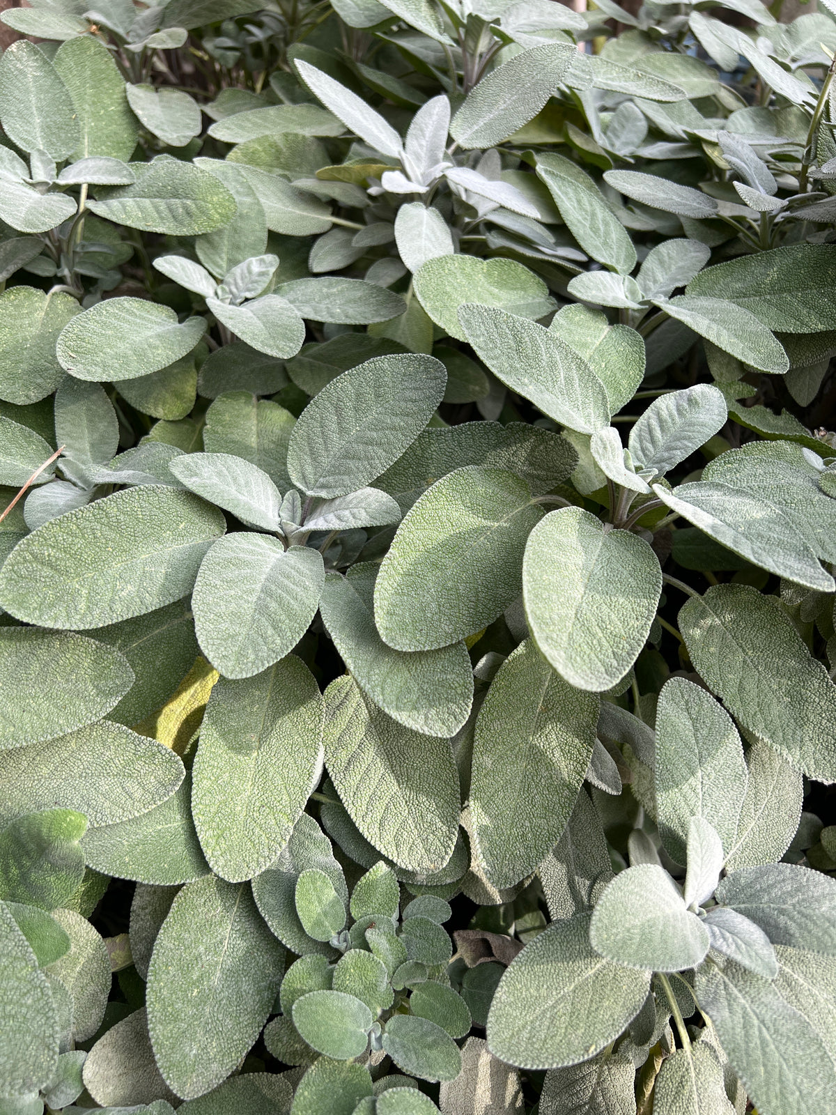 Sage Smudge Stick- Grown & Hand picked crafted bundle 8 Inches XL - Premium Quality
