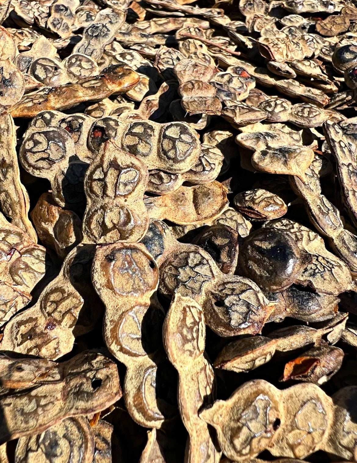 50g Organic Herbal Babool Phali Pods Vachellia Acacia Nilotica, Nep Nep 100% Natural