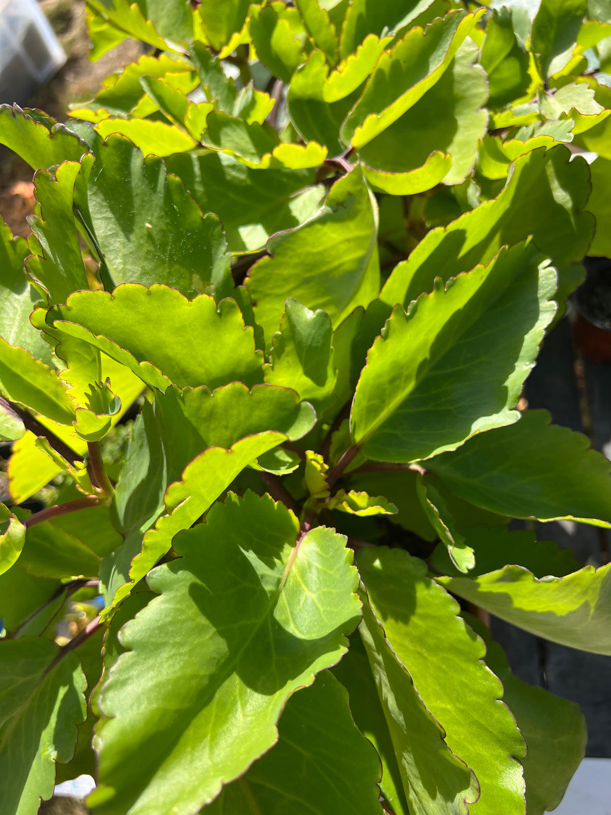 3 X FRESH WHOLE LEAFS Miracle Leaf (kalanchoe pinnata/ Bryophyllum pinnatum) leaf of life 100% Natural cultivated