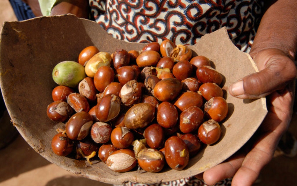 Nilotica Shea butter 250g - Golden-100% natural- edible-zero additives-pure African Shea butter
