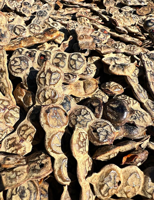 50g Organic Herbal Babool Phali Pods Vachellia Acacia Nilotica, Nep Nep 100% Natural