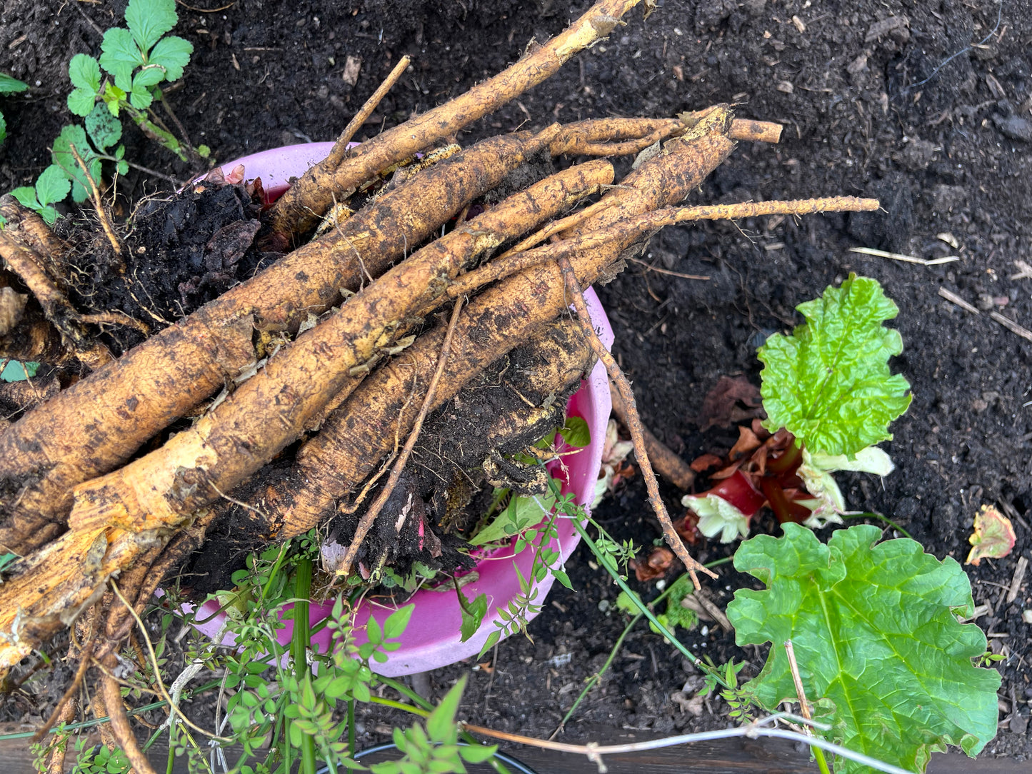 Rhubarb Root Powder (Rheum palmatum)