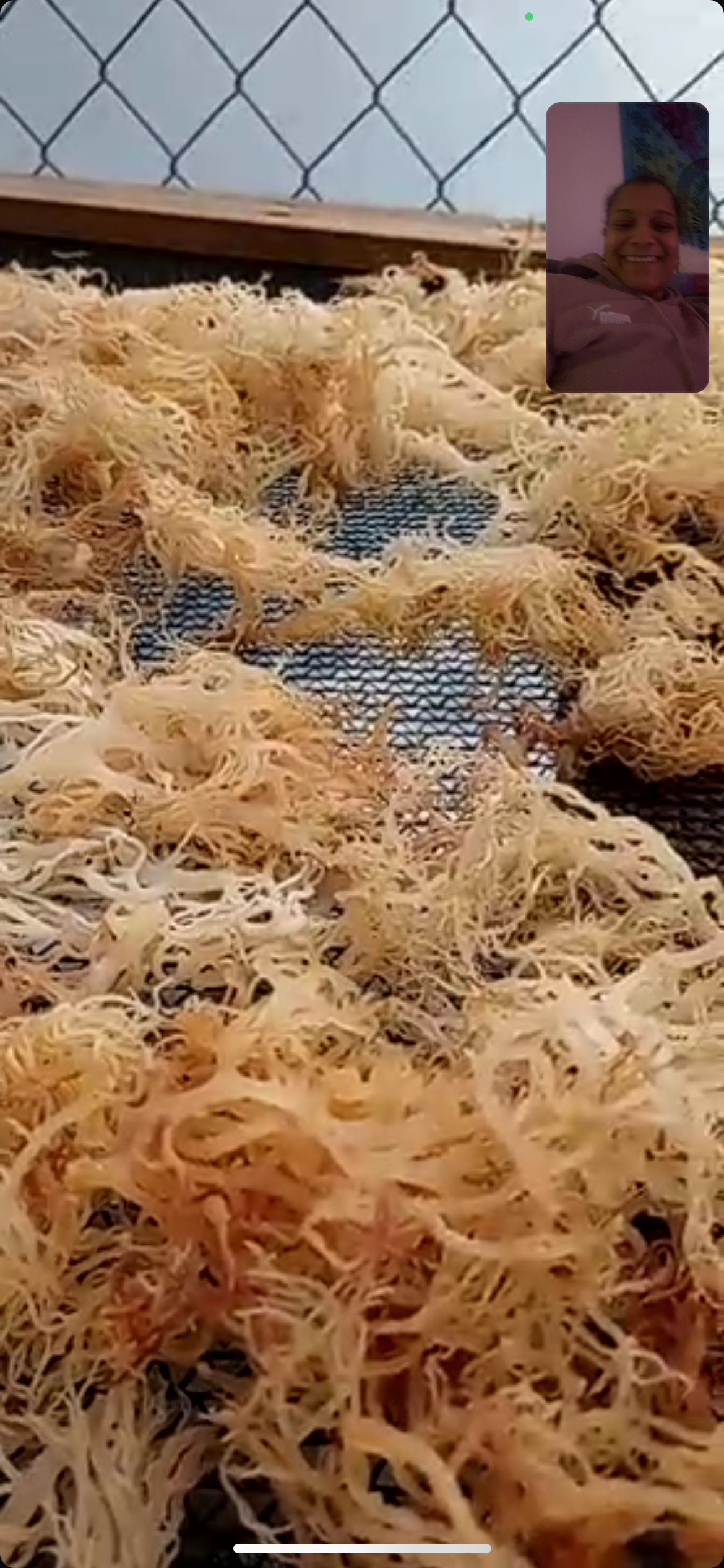 IDeal seamoss gel-Premium Quality from Grenada-100% natural
