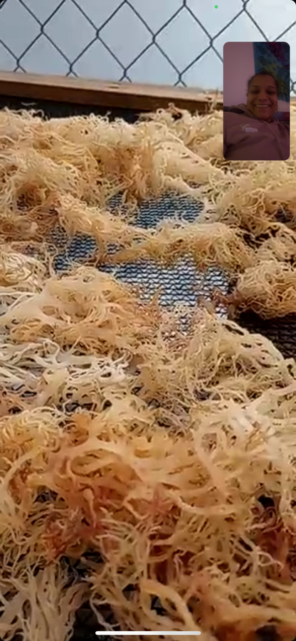 IDeal seamoss gel-Premium Quality from Grenada-100% natural