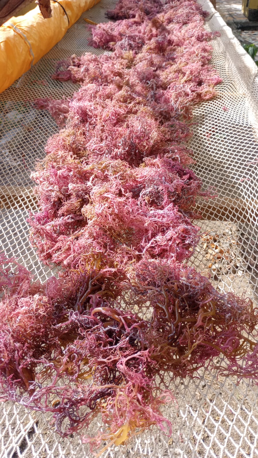 IDeal seamoss gel-Premium Quality from Grenada-100% natural