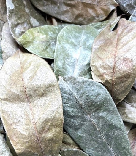 IDeal 100% original dried soursop-Dried Annona muricata-Guanabana leaf- 15 whole leaves